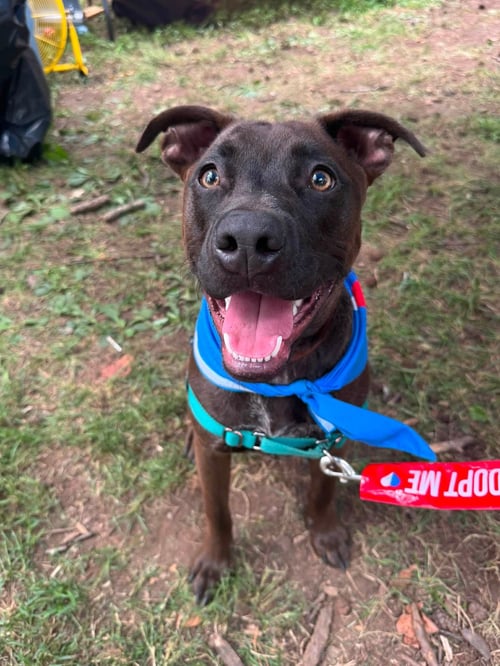 ZEPPELIN - German Shepherd Dog / American Staffordshire Terrier available for adoption
