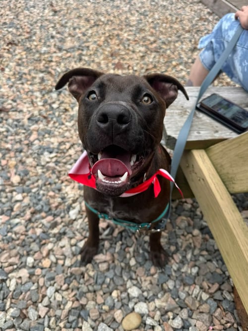 ZEPPELIN - German Shepherd Dog / American Staffordshire Terrier available for adoption