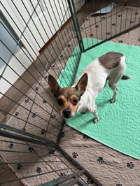 Tiny - Photo 1