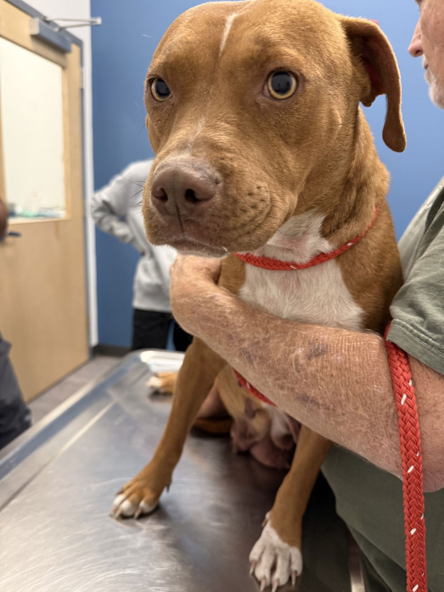 NATASHA - Terrier available for adoption