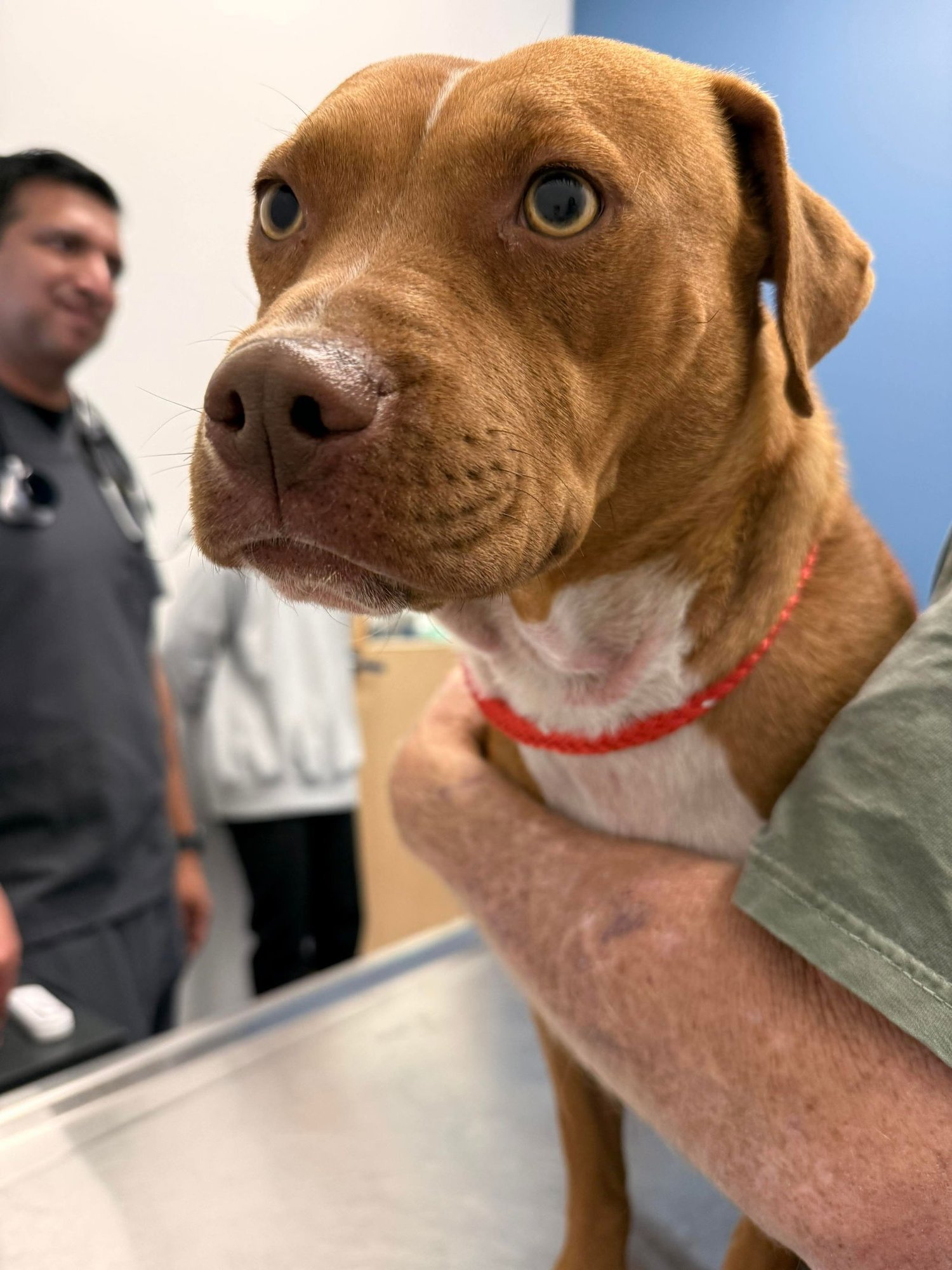 NATASHA - Terrier available for adoption