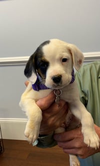 Zoe AKA Dottie - Photo 10