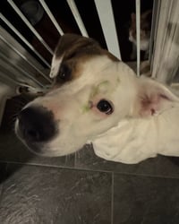 Zoe AKA Dottie - Photo 8