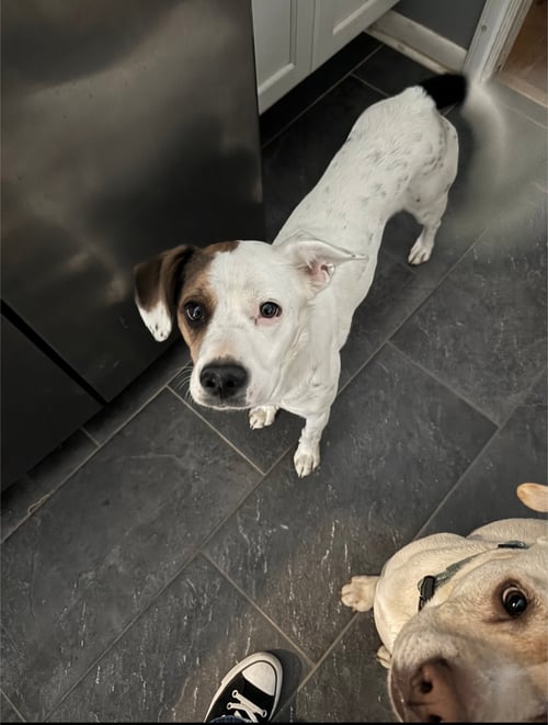 ZOE AKA DOTTIE - Boxer / Beagle available for adoption