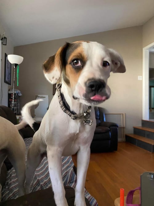 ZOE AKA DOTTIE - Boxer / Beagle available for adoption