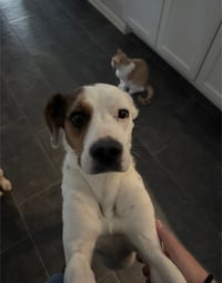 Zoe AKA Dottie - Photo 6