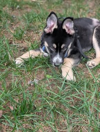 Gaffer (Soccer Litter) - Photo 6