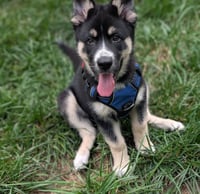 Gaffer (Soccer Litter) - Photo 4