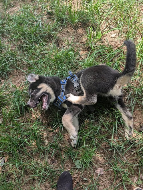 GAFFER (SOCCER LITTER) - Husky / Shepherd available for adoption