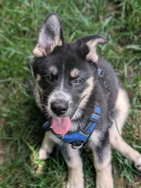Gaffer (Soccer Litter) - Photo 1