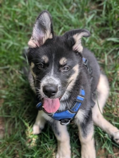 GAFFER (SOCCER LITTER) - Husky / Shepherd available for adoption