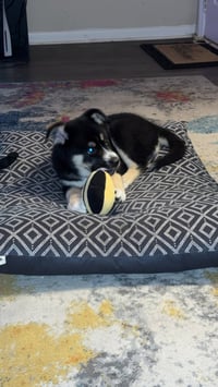 Gaffer (Soccer Litter) - Photo 12