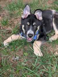 Gaffer (Soccer Litter) - Photo 3