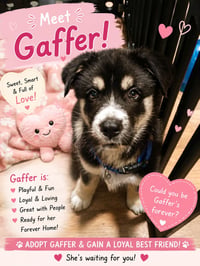 Gaffer (Soccer Litter) - Photo 7
