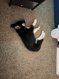 Gaffer (Soccer Litter) - Photo 13