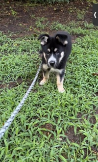 Gaffer (Soccer Litter) - Photo 9