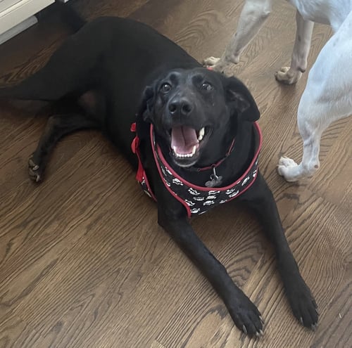 MAGGIE MOO - Labrador Retriever / Hound available for adoption
