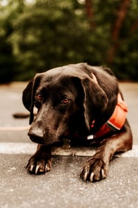 Maggie Moo - Photo 4