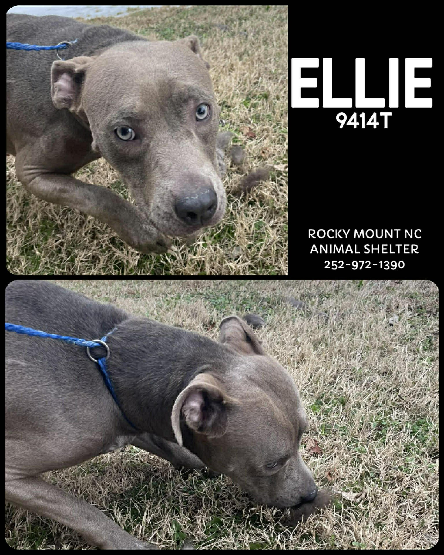 ELLIE (ELPHIE) - American Pit Bull Terrier available for adoption