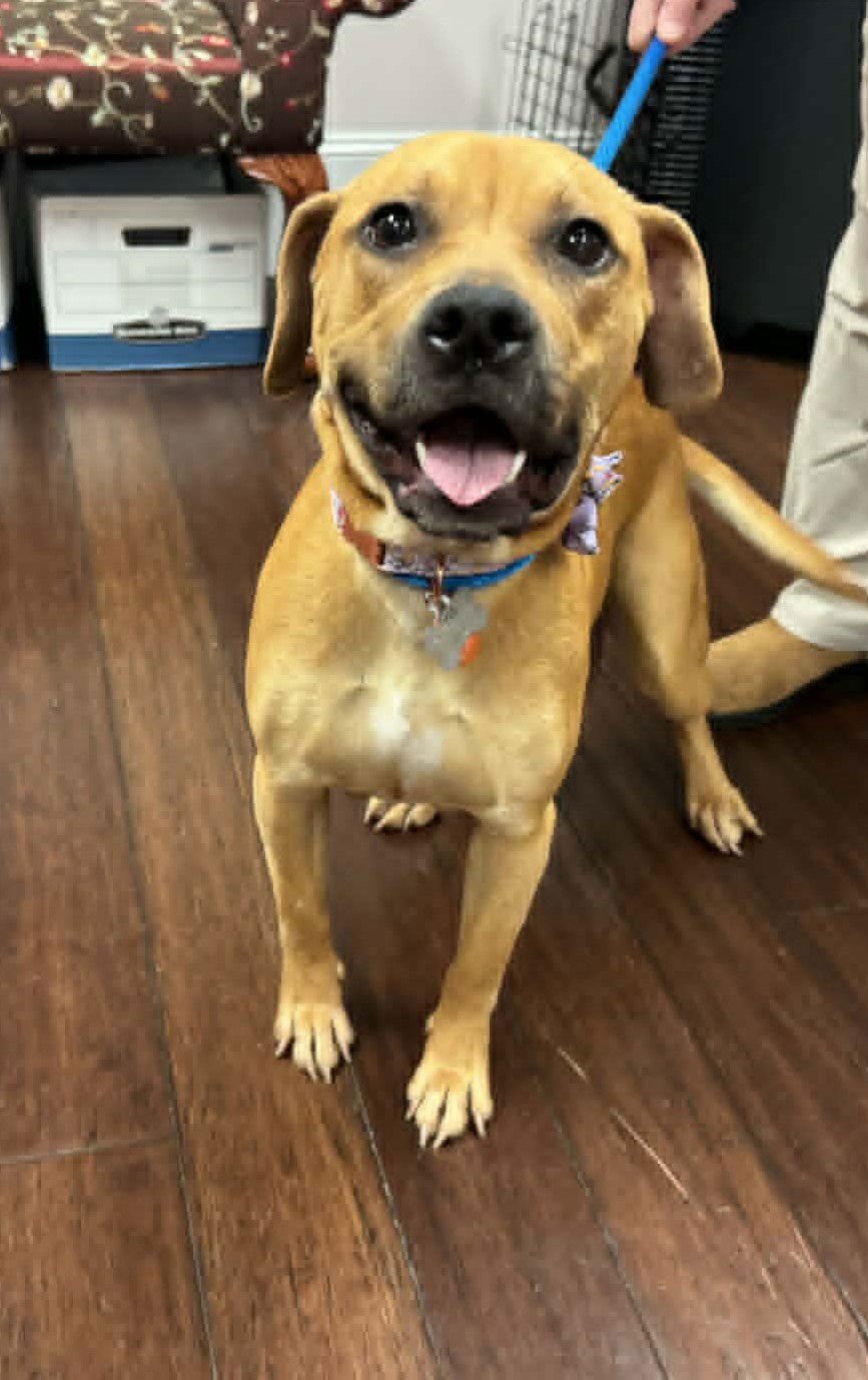 STELLA - Shepherd / Boxer available for adoption