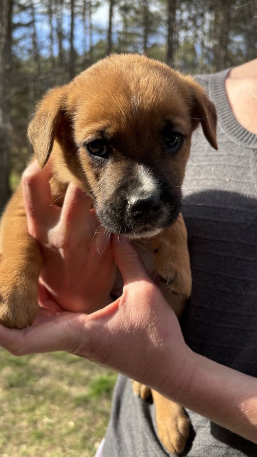 SHELDON - BIG BANG LITTER - German Shepherd Dog available for adoption