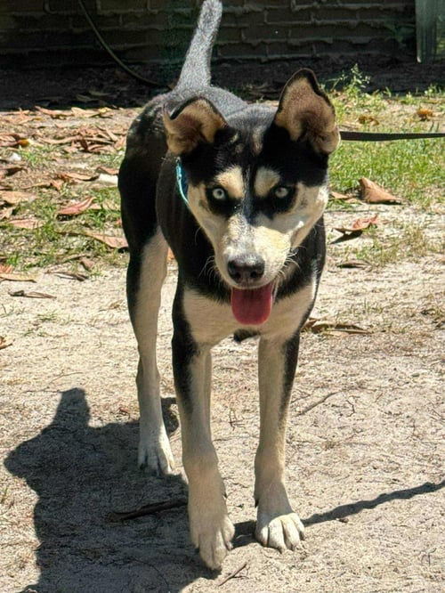 VICTORIA - Husky available for adoption