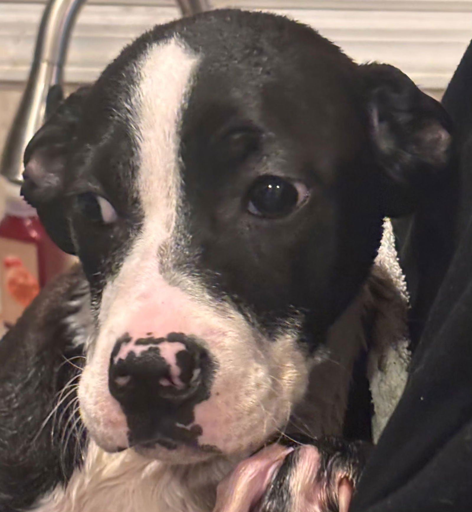 ELEVEN - Boxer / American Staffordshire Terrier available for adoption