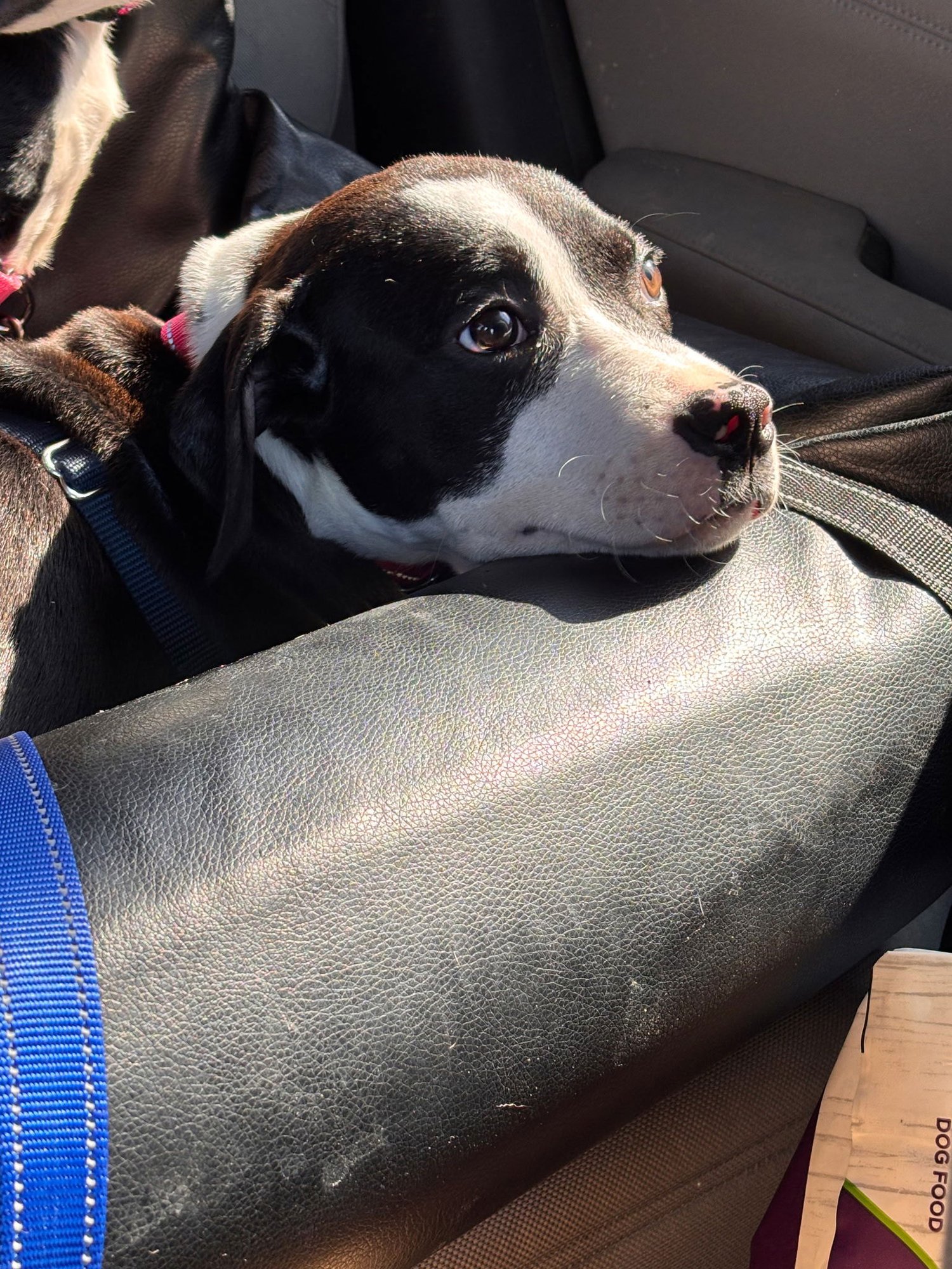 ELEVEN - Boxer / American Staffordshire Terrier available for adoption