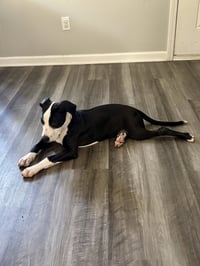 Elio aka "E" (Stormie litter) - Photo 5