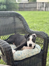 Elio aka "E" (Stormie litter) - Photo 9