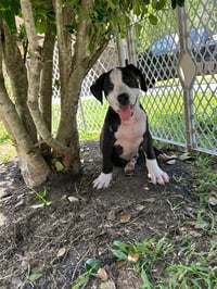 Elio aka "E" (Stormie litter) - Photo 14