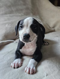 Elio aka "E" (Stormie litter) - Photo 17