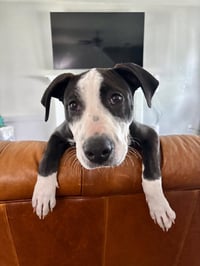 Elio aka "E" (Stormie litter) - Photo 1