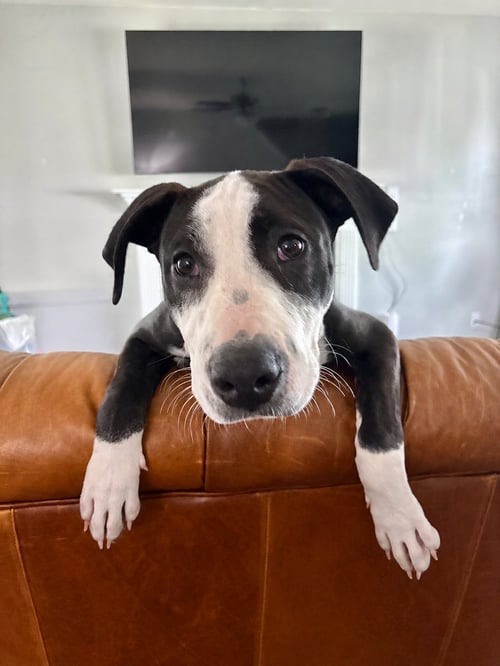 ELIO AKA "E" (STORMIE LITTER) - American Staffordshire Terrier / Hound available for adoption