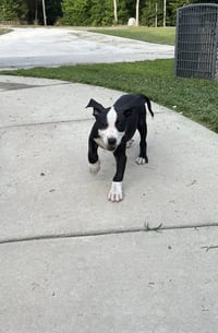 Elio aka "E" (Stormie litter) - Photo 13