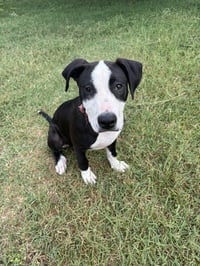 Elio aka "E" (Stormie litter) - Photo 6