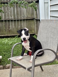 Elio aka "E" (Stormie litter) - Photo 10