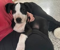Elio aka "E" (Stormie litter) - Photo 8