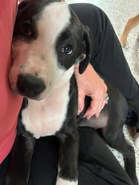 Elio aka "E" (Stormie litter) - Photo 12