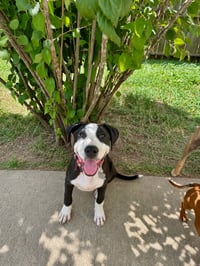 Elio aka "E" (Stormie litter) - Photo 4