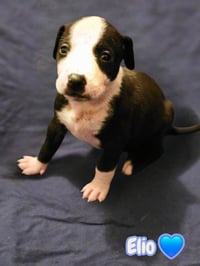 Elio aka "E" (Stormie litter) - Photo 18