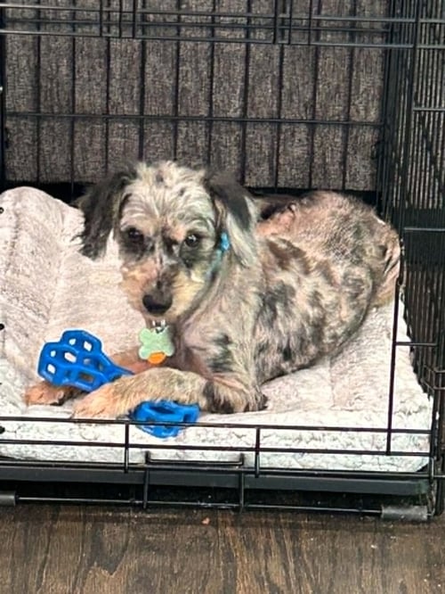 JIRMIT - Poodle (Miniature) / Australian Shepherd available for adoption