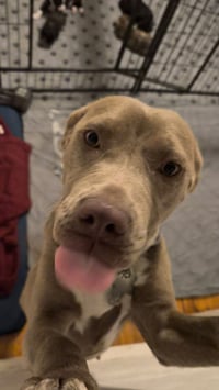 Zoey (Momma) - Photo 4