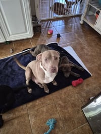 Zoey (Momma) - Photo 7