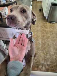 Zoey (Momma) - Photo 12