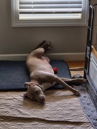 Zoey (Momma) - Photo 9
