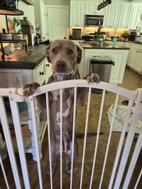 Zoey (Momma) - Photo 11