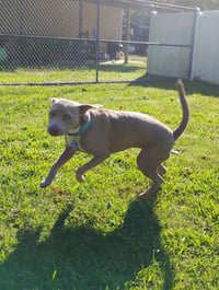 Zoey (Momma) - Photo 17