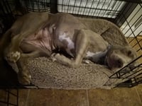 Zoey (Momma) - Photo 16