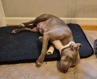 Zoey (Momma) - Photo 8